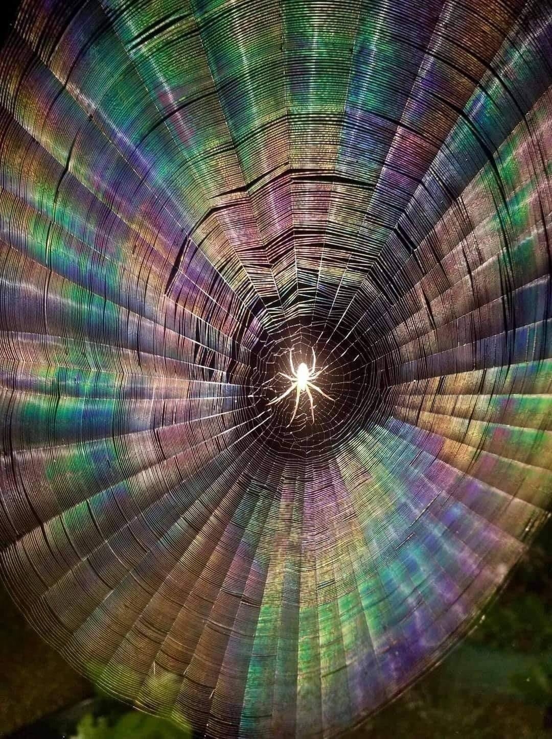 [Linked Image]