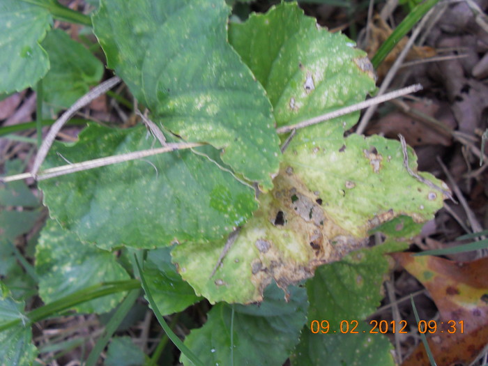 DSCN0922.JPG