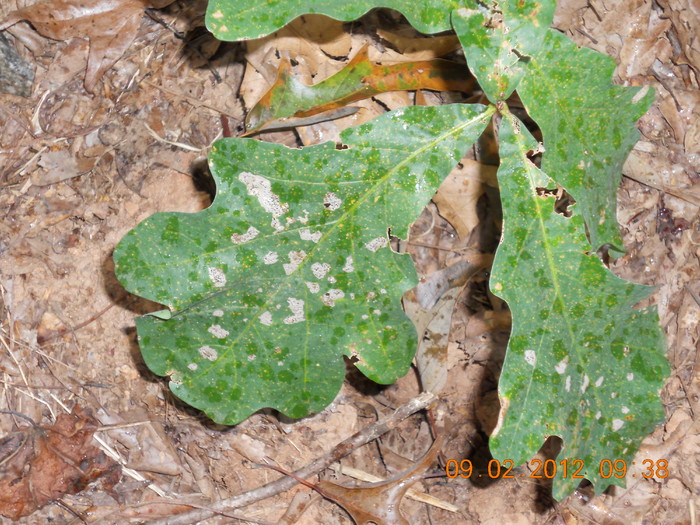 DSCN0937.JPG