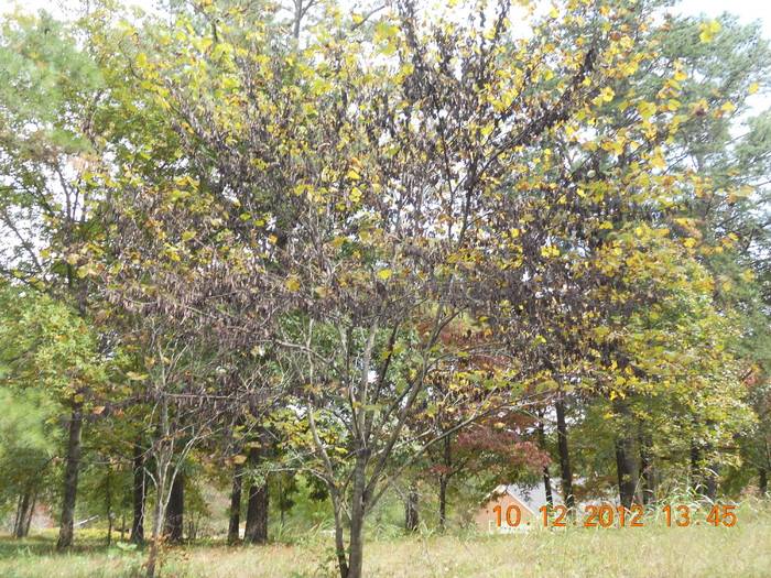 DSCN0966.JPG