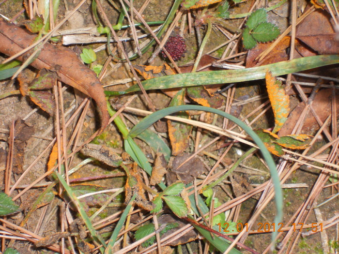 DSCN1212.JPG