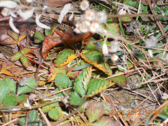 DSCN1217.JPG