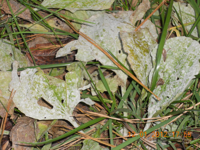 DSCN1221.JPG