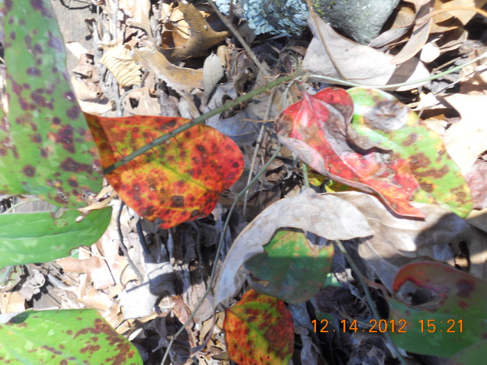 DSCN1276.JPG