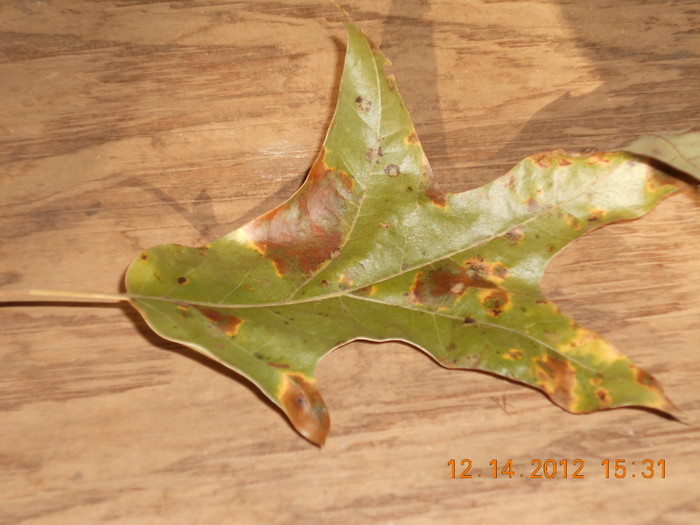 DSCN1289.JPG