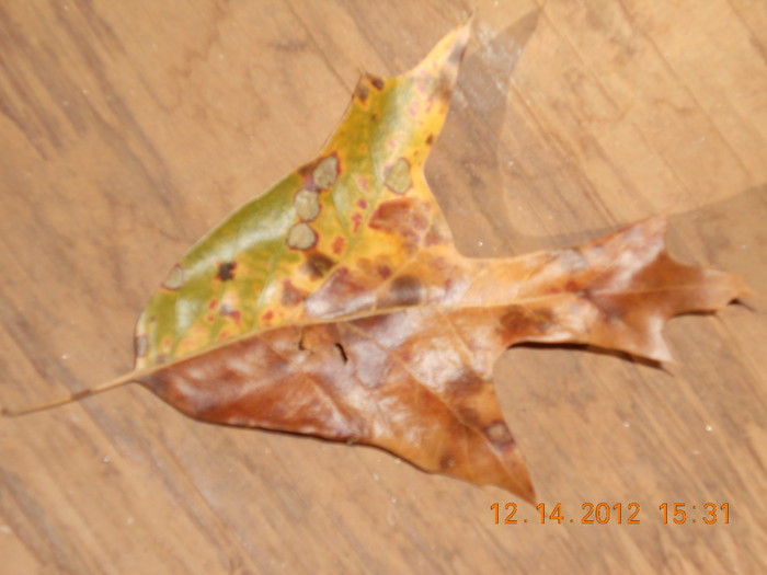 DSCN1291.JPG