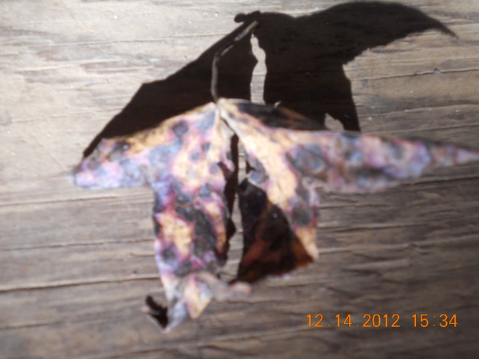 DSCN1295.JPG