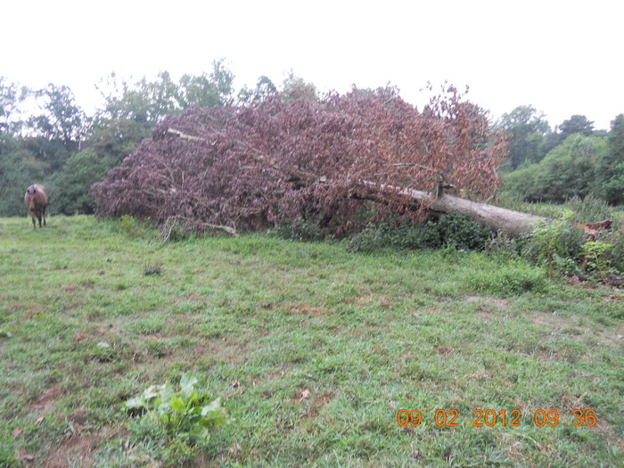 DSCN0935.JPG
