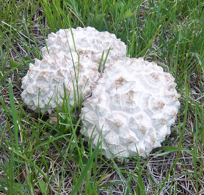 Weird mushrooms after chem trails.JPG