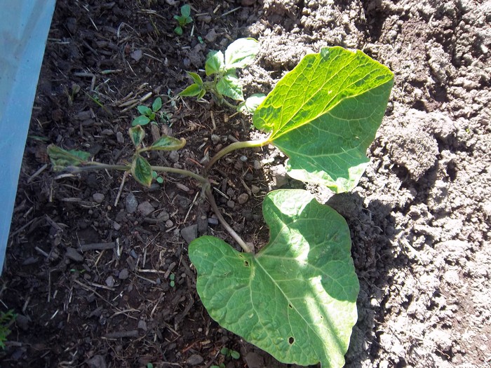 Damaged Bean July 2011.JPG