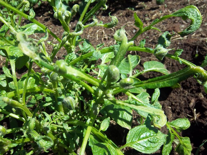 Fiddlehead Potatoes.JPG