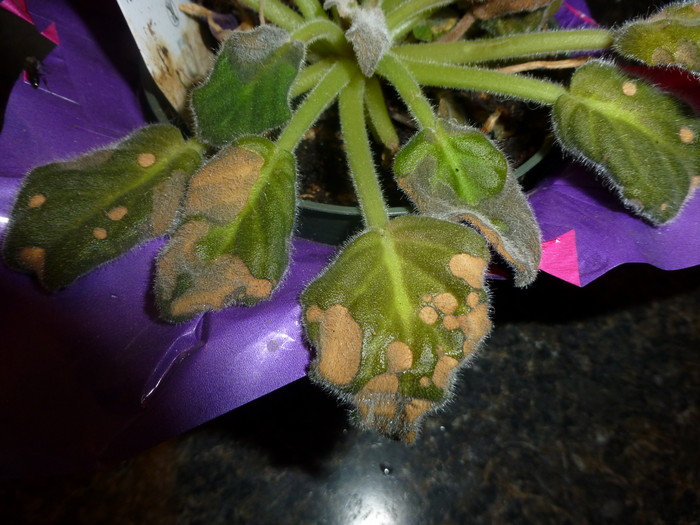 Soap and chem trail damage 001.JPG