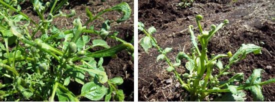 12 Fiddlehead potato.JPG