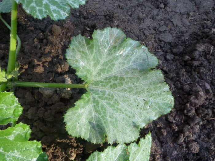 July 2013 040.JPG
