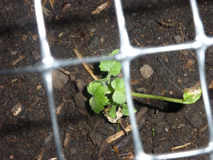 July 2013 028.JPG