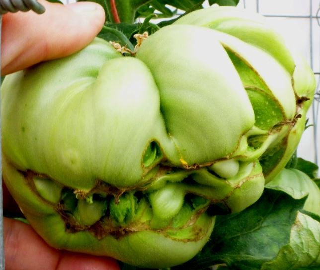 Radiation damaged tomato.JPG