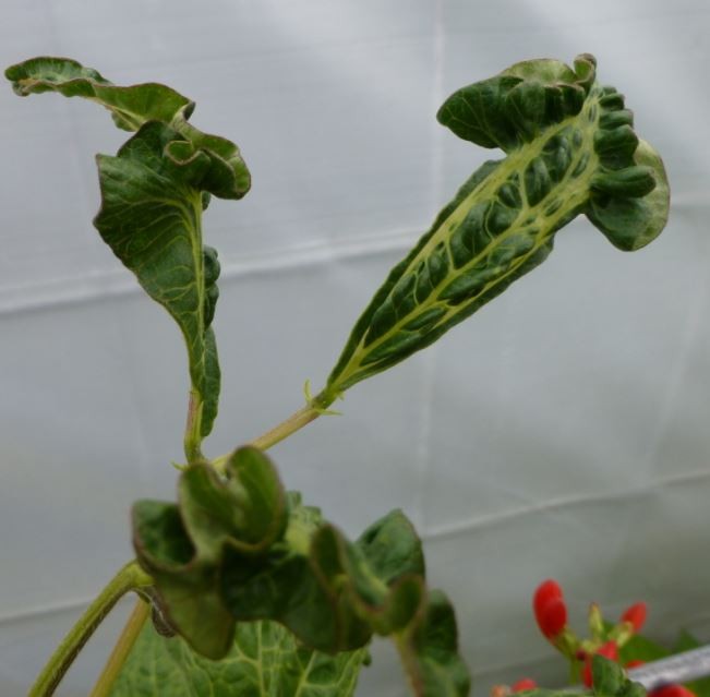 Scarlett Runner Beans Damaged July 2015.JPG