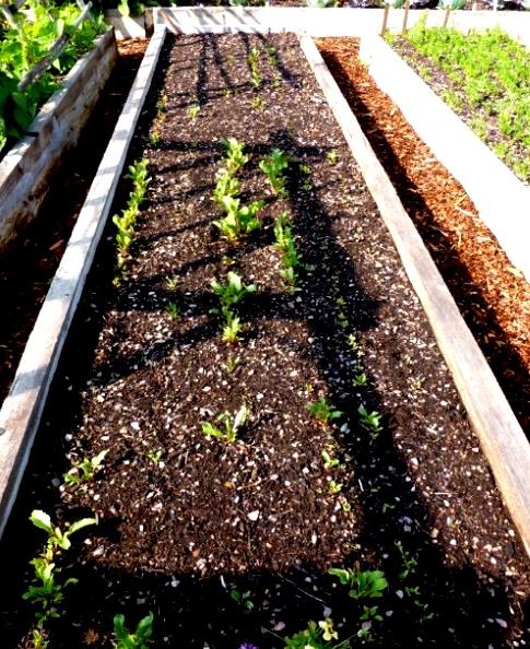 Damaged Beets 2015.JPG