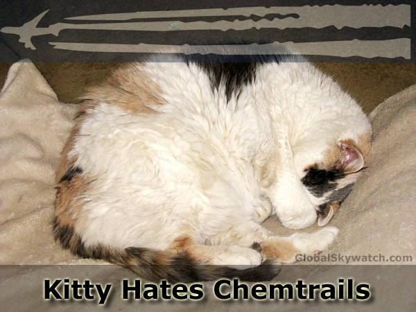 Kitty-Hates-Chemtrails.jpg