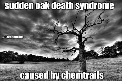 Sudden Oak Death.jpg