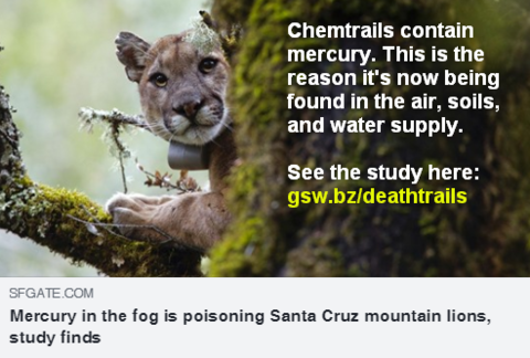 fog-poisoning-mountain-lions.png