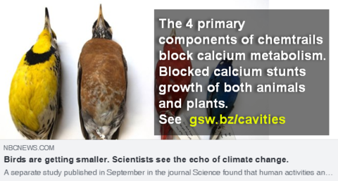 birds-getting-smaller.png