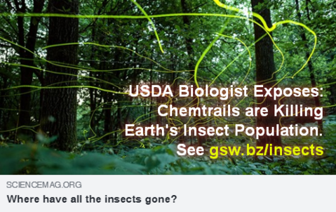 where-have-all-the-insects-gone.png
